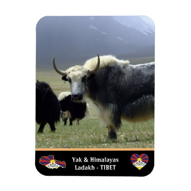 Imán Yaks, nómadas de Himalaya - Tíbet/Ladakh (Vertical)