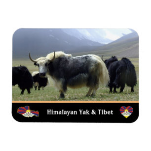 Imán Yaks, nómadas de Himalayas - Tíbet / Yak Ladakh