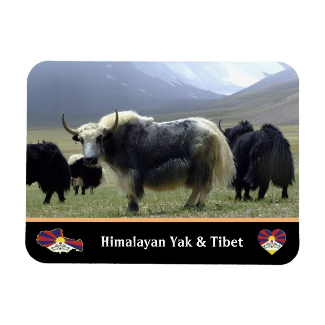 Imán Yaks, nómadas de Himalayas - Tíbet / Yak Ladakh (Horizontal)