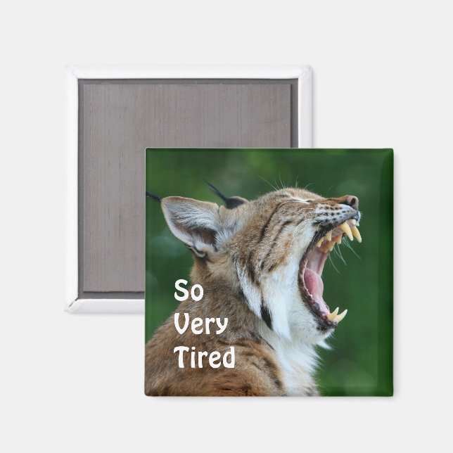 Imán Yawning Bobcat (Anverso/Reverso)