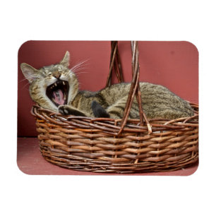 Imán Yawning Cat Magnet