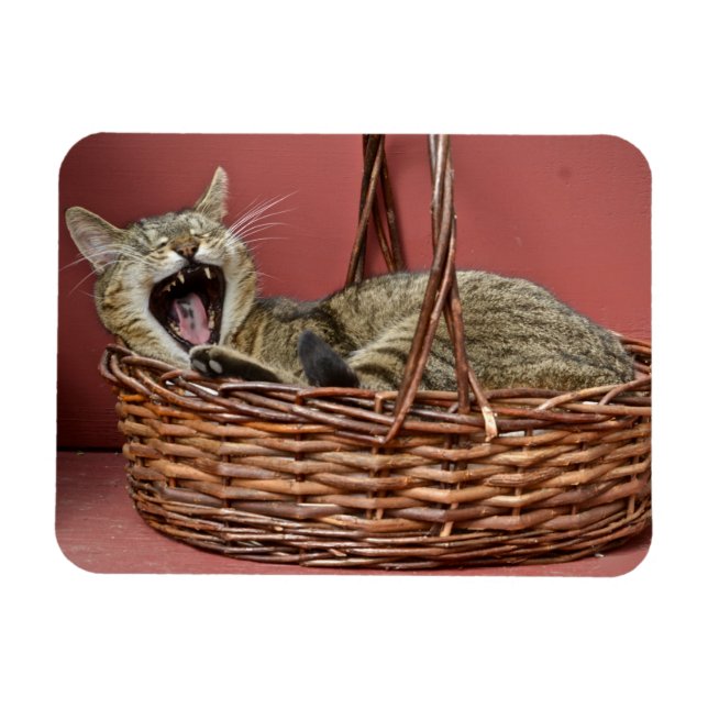 Imán Yawning Cat Magnet (Horizontal)