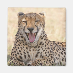 Imán Yawning Cheetah