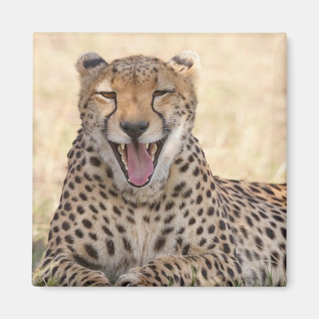 Imán Yawning Cheetah (Frente)