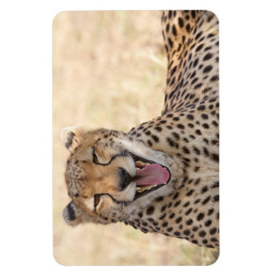 Imán Yawning Cheetah