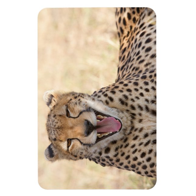 Imán Yawning Cheetah (Vertical)