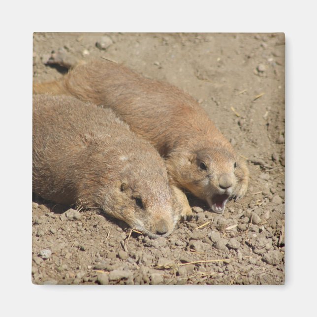 Imán Yawning Prairie Dog Magnet (Frente)