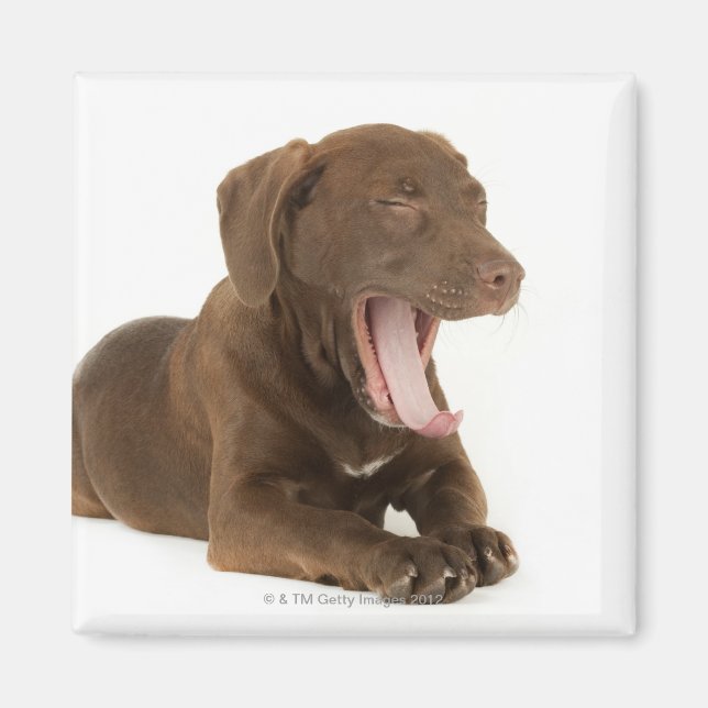 Imán Yawning, un laboratorio de chocolate de cuatro mes (Frente)