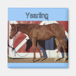 Imán Yearling Magnet