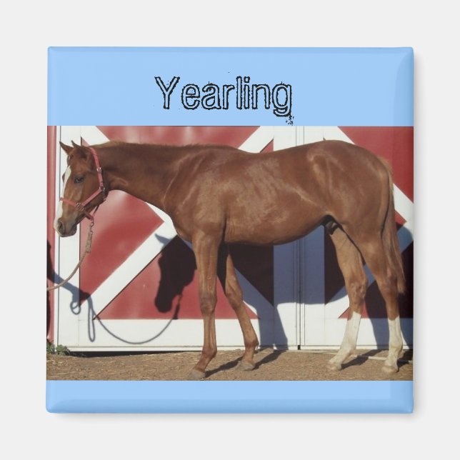 Imán Yearling Magnet (Frente)