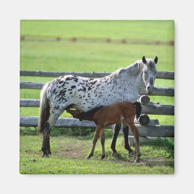 Imán Yegua Appaloosa y potro (Frente)