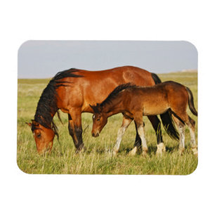 Imán Yegua de caballo salvaje y potro pastando