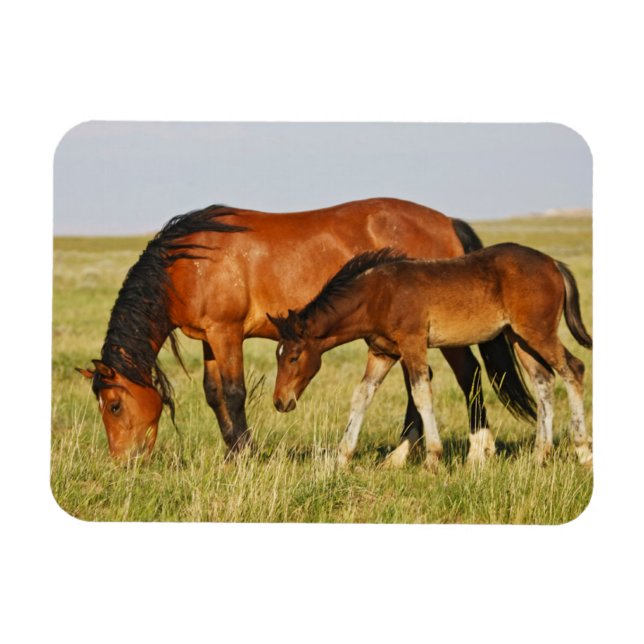 Imán Yegua de caballo salvaje y potro pastando (Horizontal)