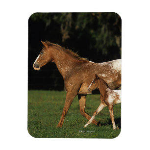 Imán Yegua y potro del Appaloosa