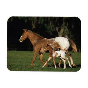 Imán Yegua y potro del Appaloosa
