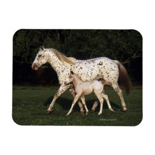 Imán Yegua y potro del Appaloosa en campo