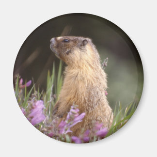 Imán Yellow Bellie Marmot Magnet