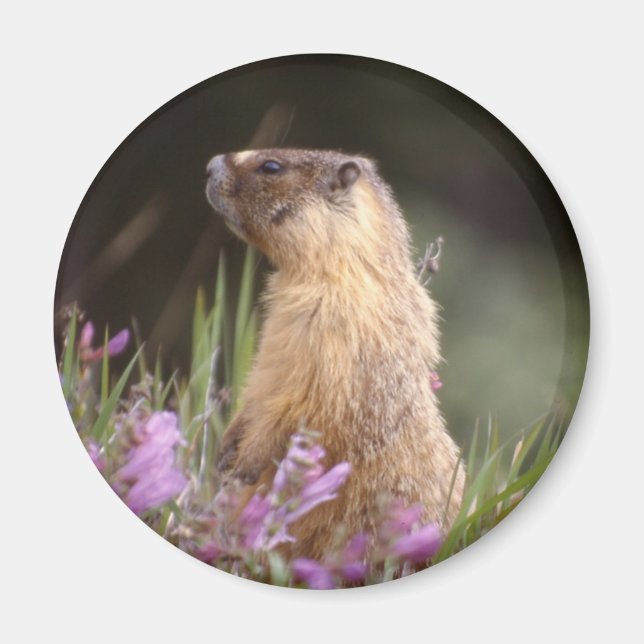 Imán Yellow Bellie Marmot Magnet (Frente)