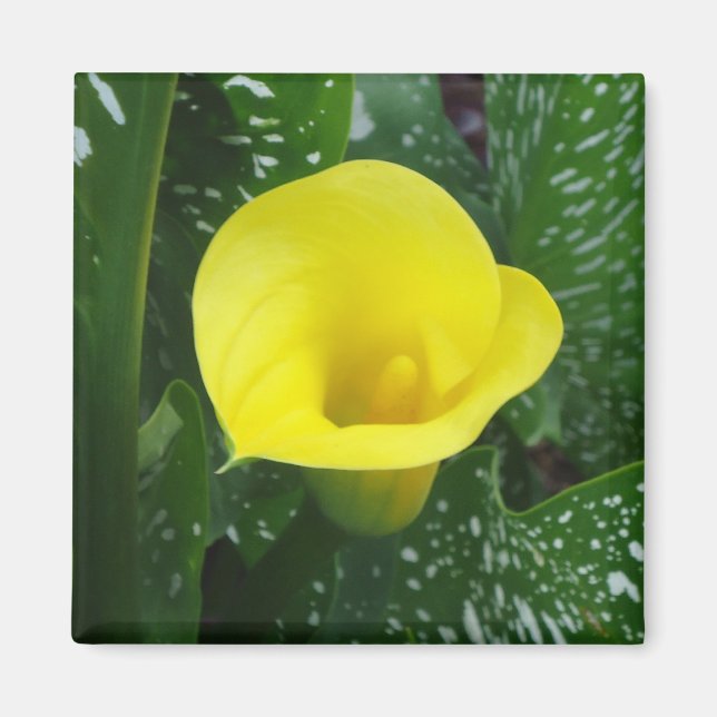 Imán Yellow Calla Magnet (Frente)
