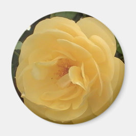 Imán Yellow Camellia Magnet