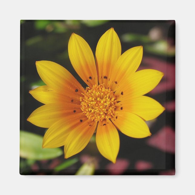 Imán Yellow Daisy (Frente)