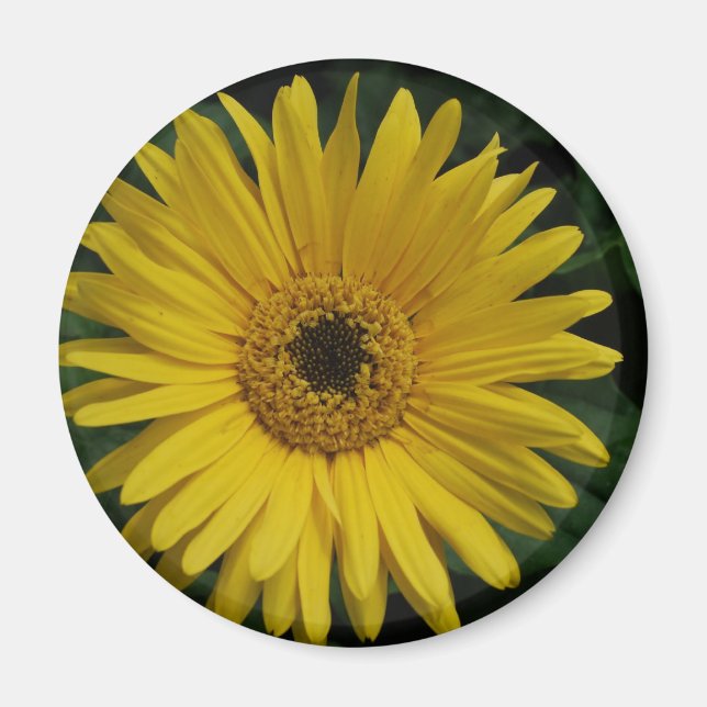 Imán Yellow Daisy Magnet (Frente)