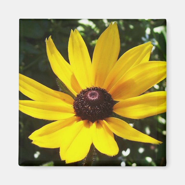 Imán Yellow Daisy Magnet (Frente)