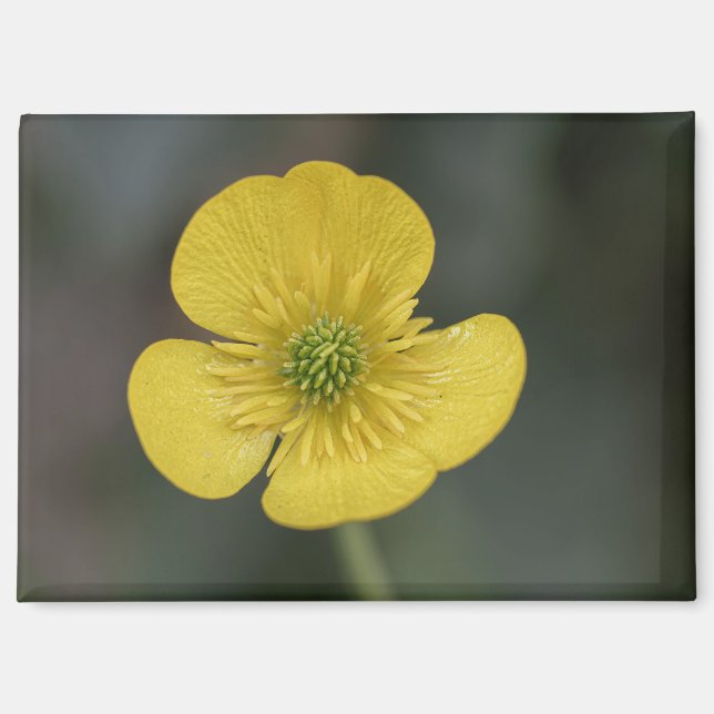 Imán yellow flower of a buttercup in the garden (Anverso)