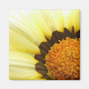 Imán Yellow Gazania Magnet