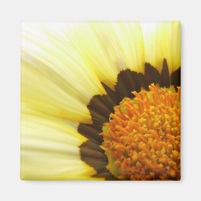 Imán Yellow Gazania Magnet (Frente)