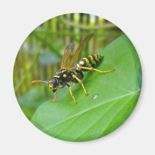Imán Yellow Jacket Magnet