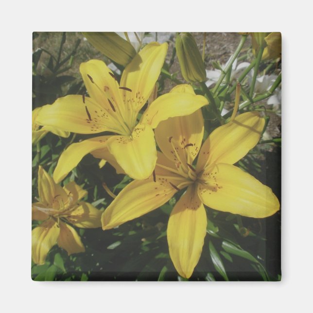 Imán Yellow Lillies Magnet (Frente)