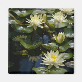 Imán Yellow Lotus Waterlilies Magnet
