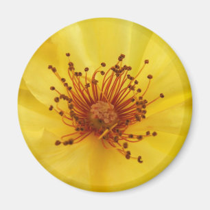 Imán Yellow Rose Center Magnet