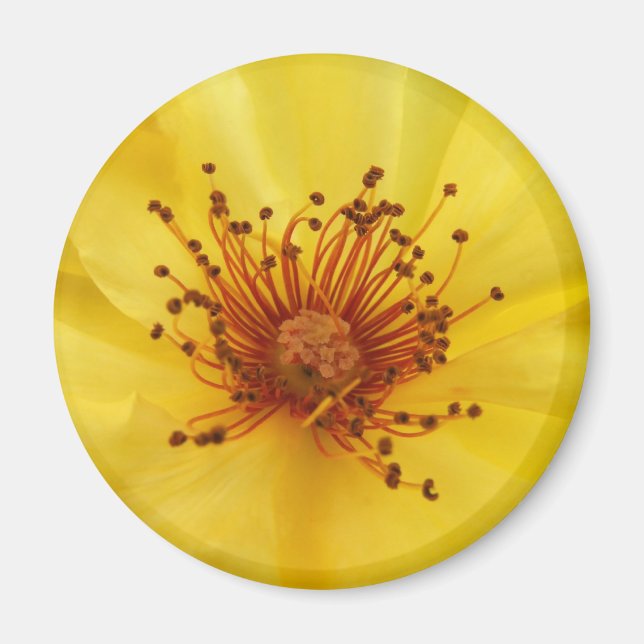 Imán Yellow Rose Center Magnet (Frente)