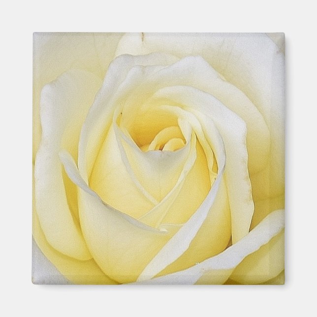 Imán Yellow Rose Magnet (Frente)
