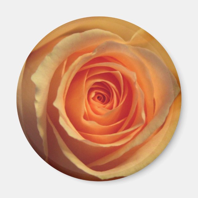 Imán Yellow Rose Magnet (Frente)