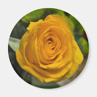 Imán Yellow Rose Magnet