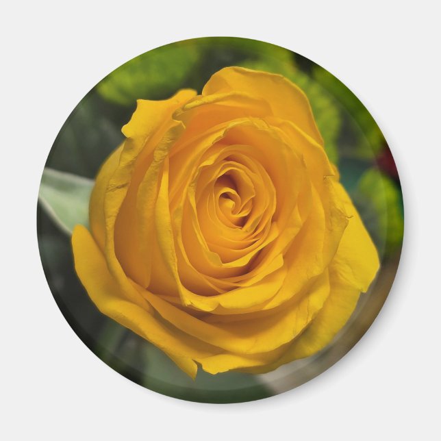 Imán Yellow Rose Magnet (Frente)