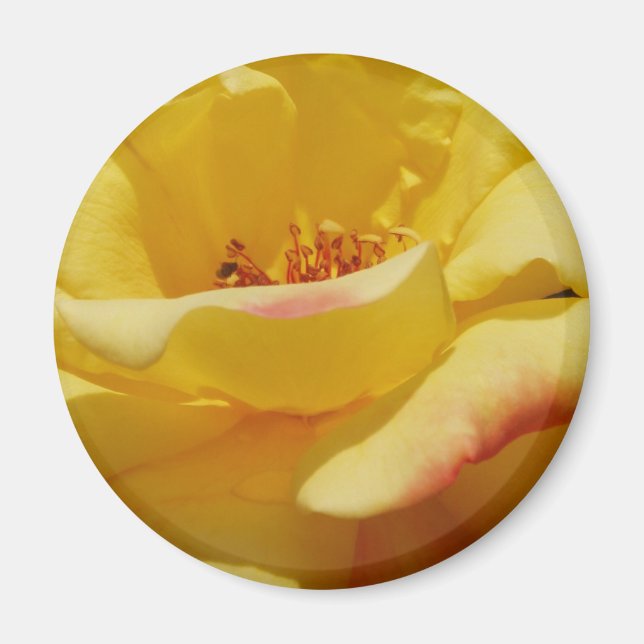 Imán Yellow Rose Magnet (Frente)