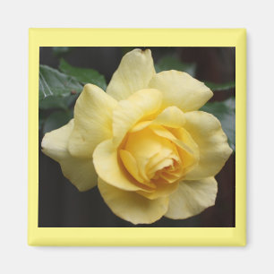 Imán Yellow Rose Magnet