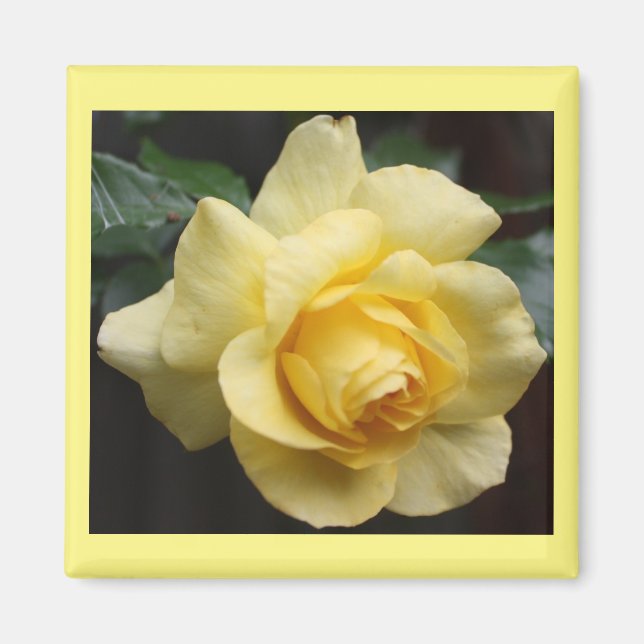 Imán Yellow Rose Magnet (Frente)
