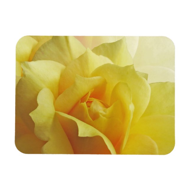 Imán Yellow Rose Magnet (Horizontal)