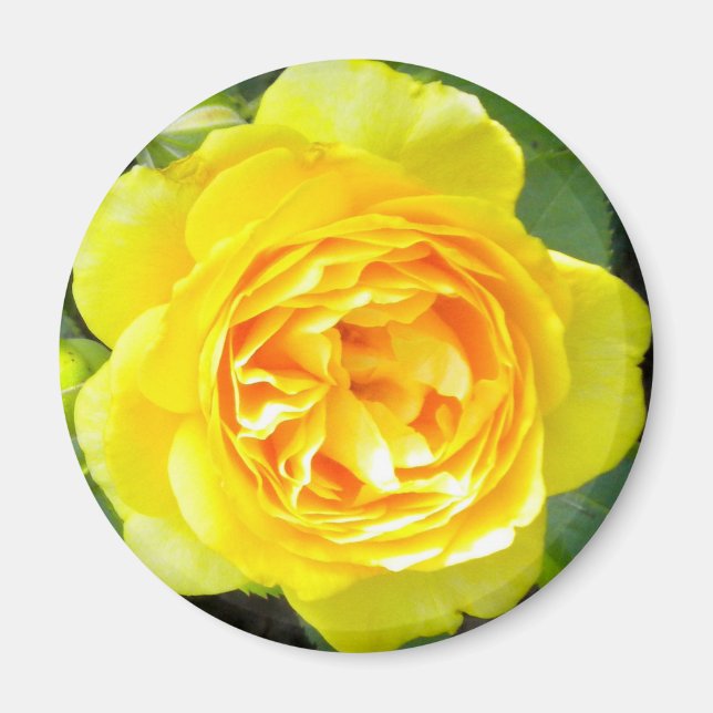 Imán Yellow Rose Magnet (Frente)