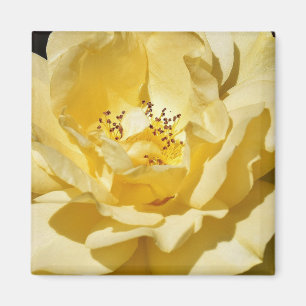 Imán Yellow Rose Magnet