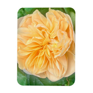Imán Yellow Rose Magnet