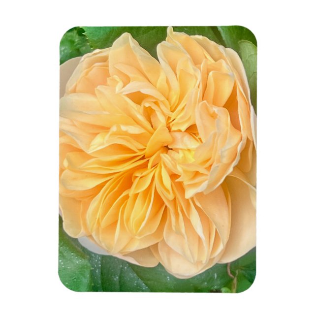 Imán Yellow Rose Magnet (Vertical)