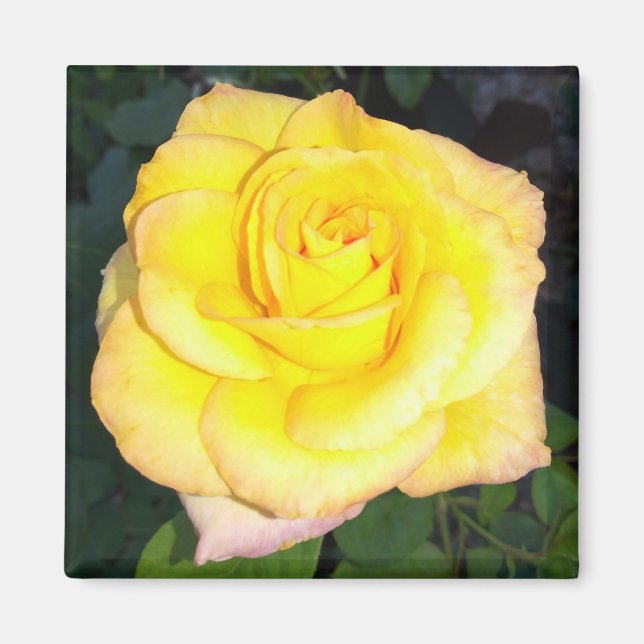 Imán Yellow Rose Photo Square Magnet (Frente)