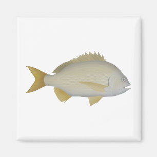 Imán Yellowfin Bream