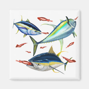 Imán Yellowfin Tunas caza Squid